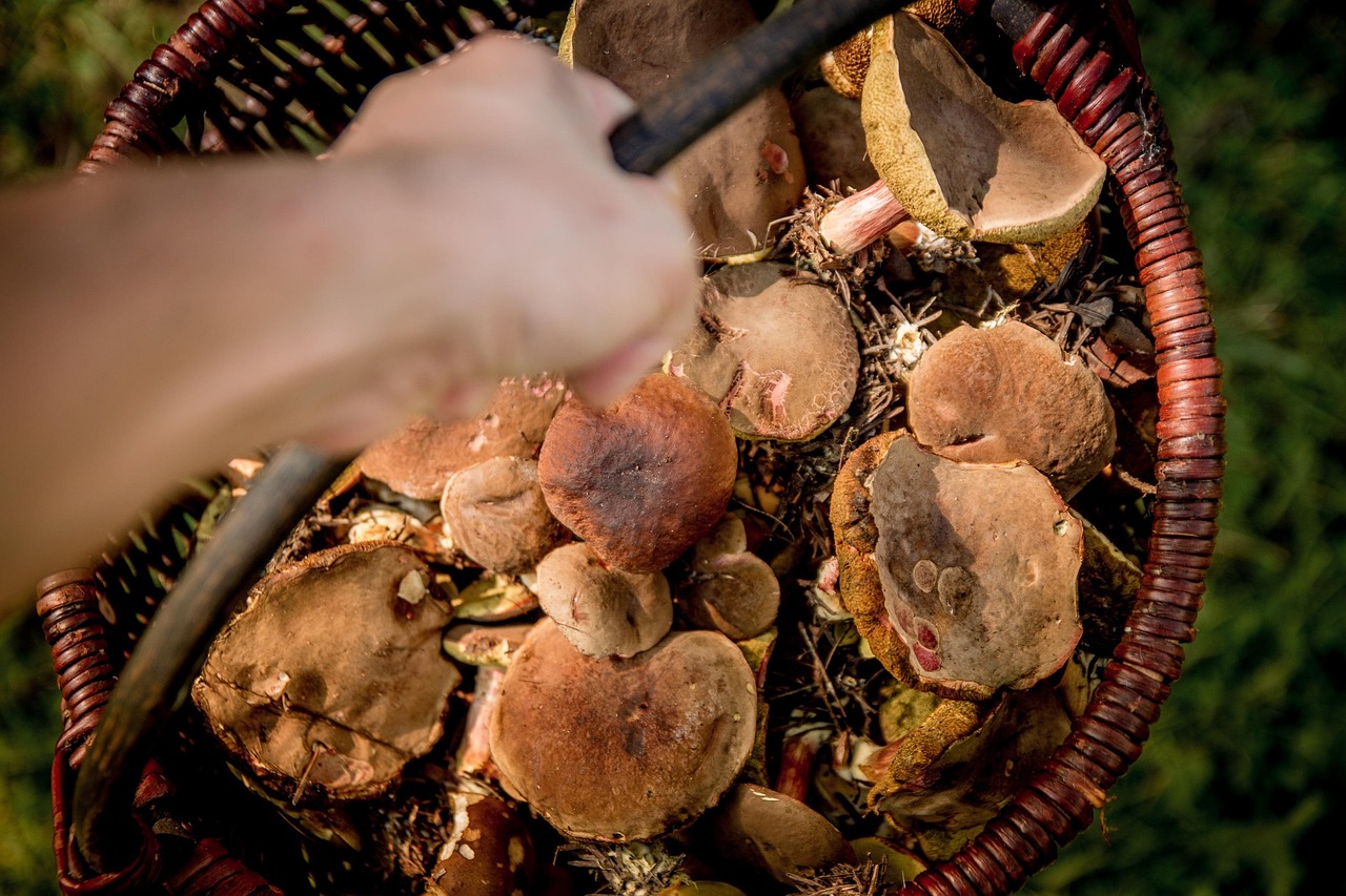 homeschool foraging